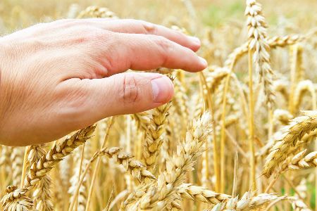 Feiten En Fabels Over Tarwe Consumentenbond